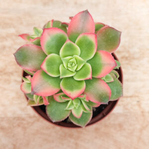 Aeonium ‘Dream Color’