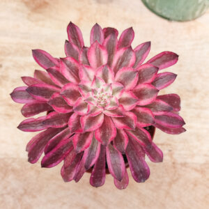 Aeonium ‘Scarlet ink’