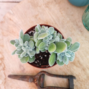 Echeveria pulvinata ‘Frosty’ cristata