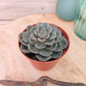 Echeveria moranii