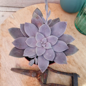 Graptopetalum superbum