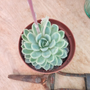 Echeveria elegans