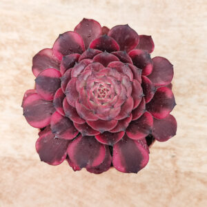 Aeonium ‘Meiya’