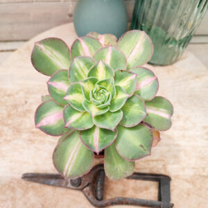 Aeonium ‘Lemon Lime’ (= ‘Starburst’)