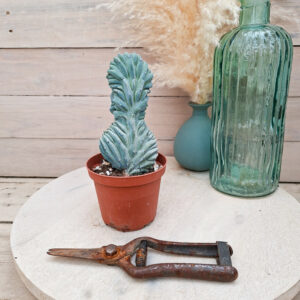 Myrtillocactus geometrizans &lsquo;Strictum&rsquo; cristata