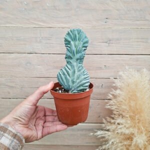 Myrtillocactus geometrizans &lsquo;Strictum&rsquo; cristata