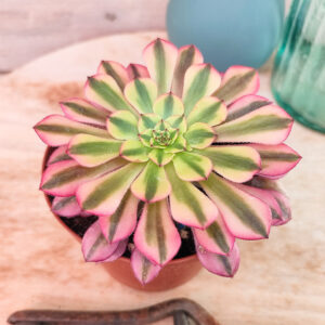 Aeonium ‘Zhu Rong’