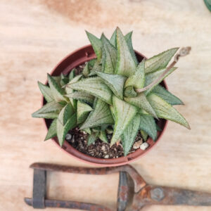 Haworthia tesselata var. Inflexa x