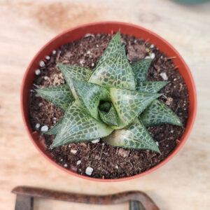 Haworthia tesselata var. Inflexa