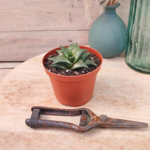 Haworthia tesselata var. Inflexa