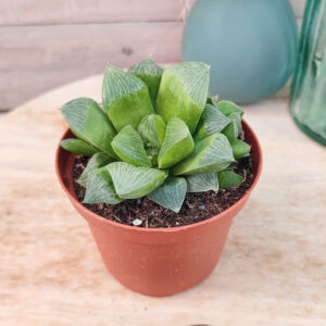 Haworthia retusa