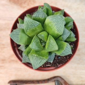 Haworthia retusa