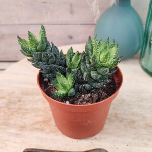 Haworthia coarctata