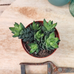 Haworthia coarctata