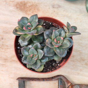 Echeveria ‘Chroma’