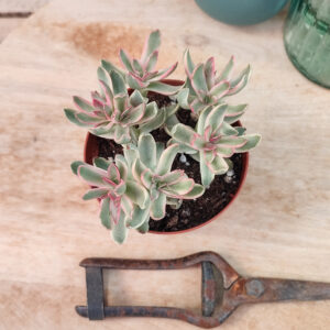 Crassula rubricaulis &lsquo;Candy Cane&rsquo;