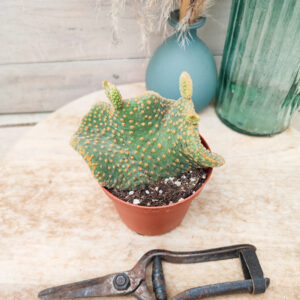 opuntia microdasys var pallida f. undulata