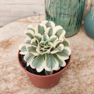 Aeonium ‘Green Medusa’