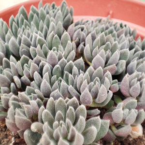 Sinocrassula yunnanensis