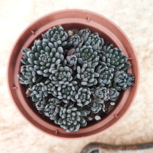 Sinocrassula yunnanensis