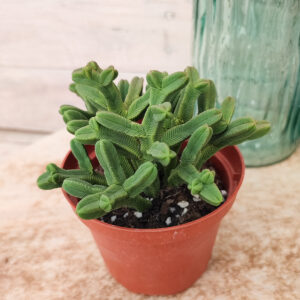 Crassula pyramidalis