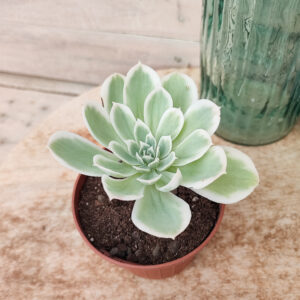 Echeveria ‘Lemon Rose’ variegata