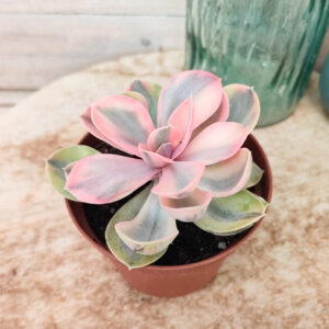 Echeveria ‘Rainbow’