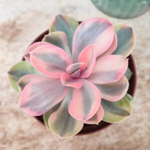 Echeveria ‘Rainbow’