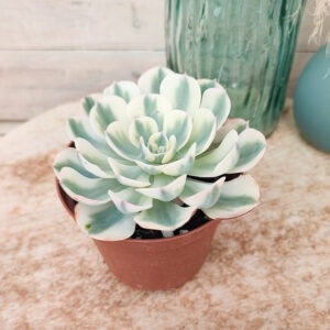 Echeveria ‘Compton Carousel’