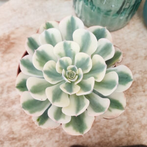 Echeveria ‘Compton Carousel’