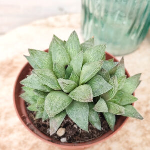 Haworthia ‘Sugar Candy’