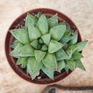 Haworthia ‘Sugar Candy’