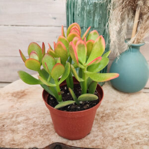 Crassula ovata ‘Hummel’s Sunset’