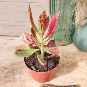 Synadenium grantii ‘Rubra’