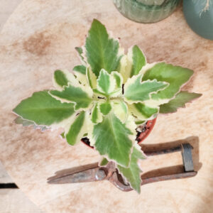 kalanchoe laciniata variegata