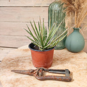 Agave filifera variegata