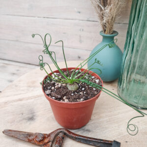 Albuca spiralis