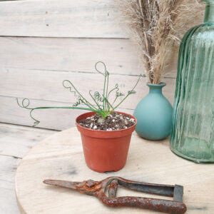 Albuca spiralis