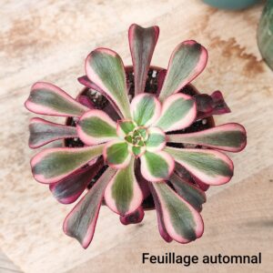 Aeonium ‘Lina’