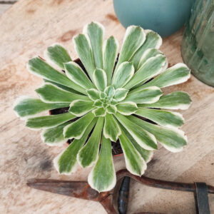 Aeonium ‘Green Wave’