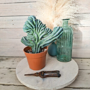 Myrtillocactus geometrizans cristata