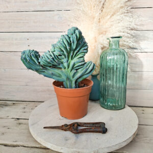 Myrtillocactus geometrizans cristata