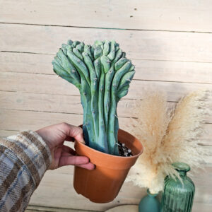 Myrtillocactus geometrizans cristata