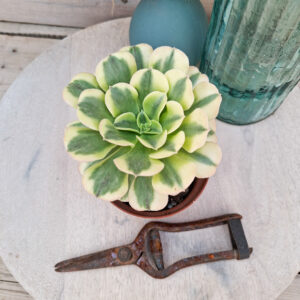 Aeonium &lsquo;Green Medusa&rsquo;