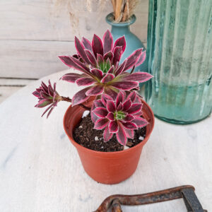 Aeonium &lsquo;Firecracker&rsquo; variegata