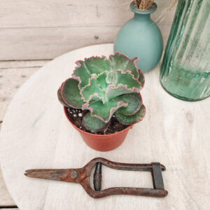 Echeveria &lsquo;Dick&rsquo;s Pink&rsquo;