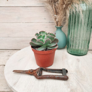 Echeveria &lsquo;Dick&rsquo;s Pink&rsquo;