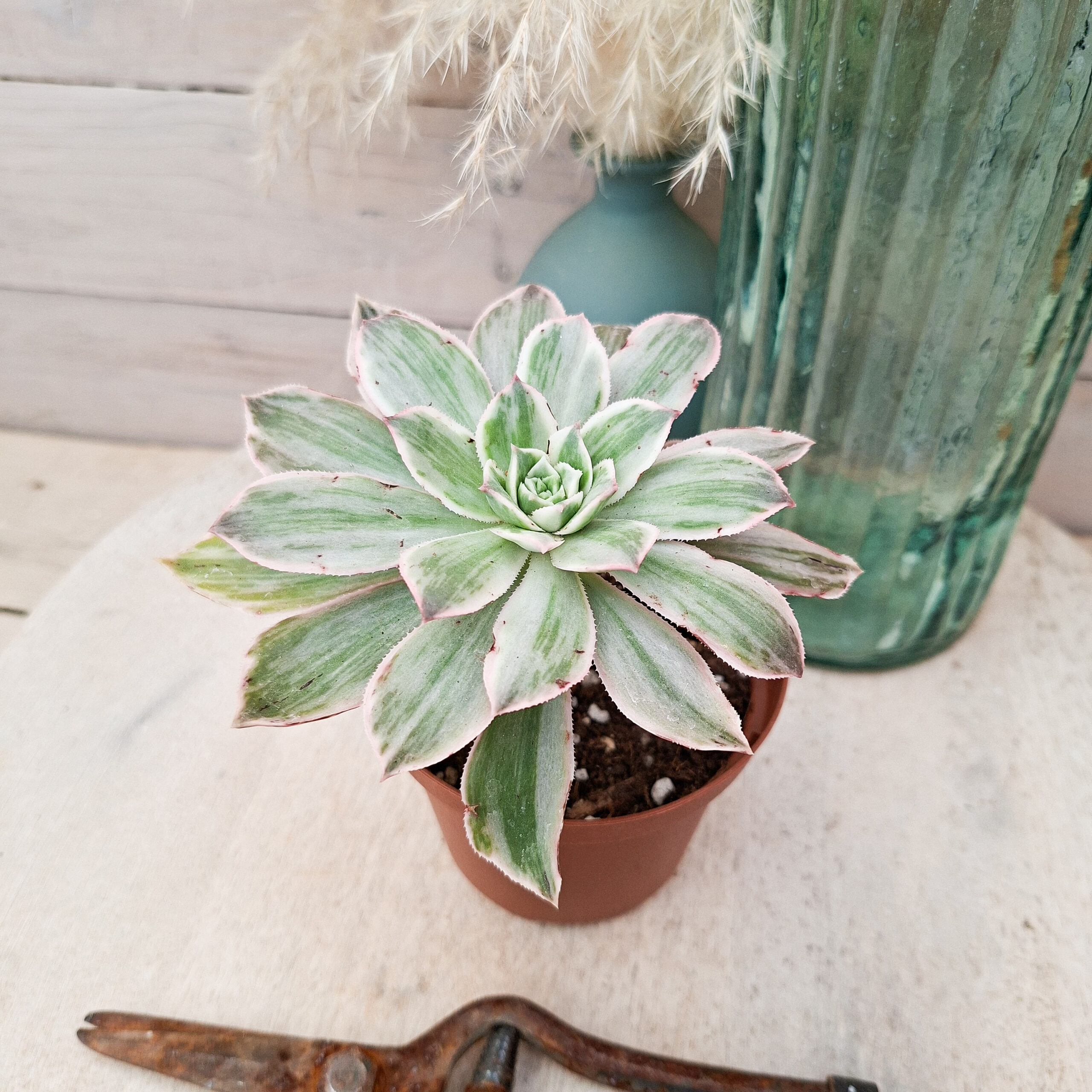 Aeonium 'Emerald City' – Image 2
