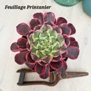 Aeonium &lsquo;Ink Painting&rsquo;