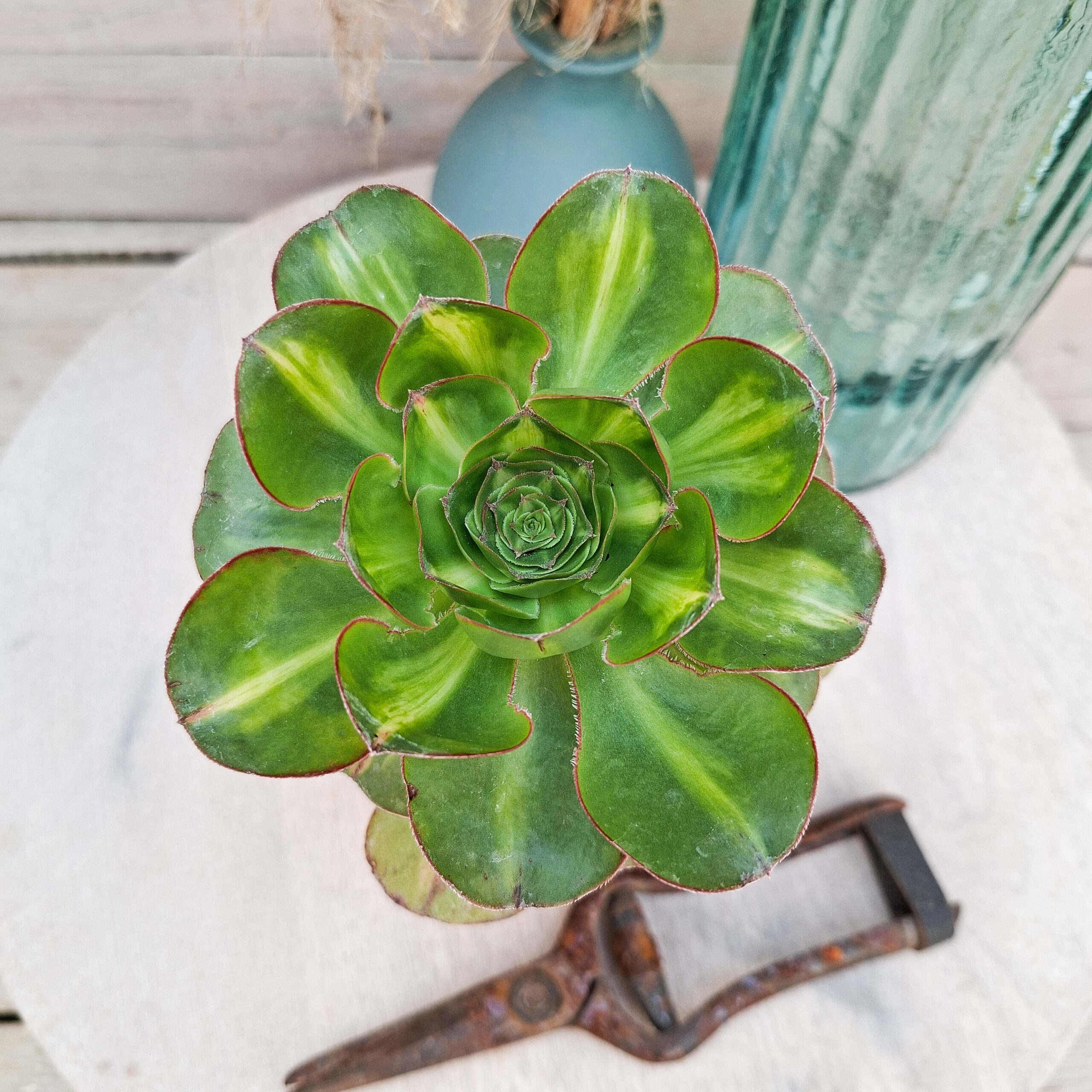 Aeonium 'Zeus Middle'